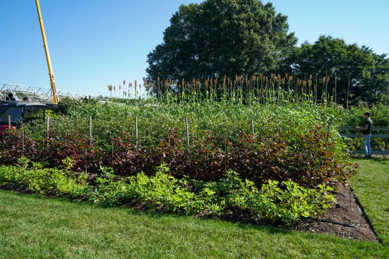 an African Diaspora garden